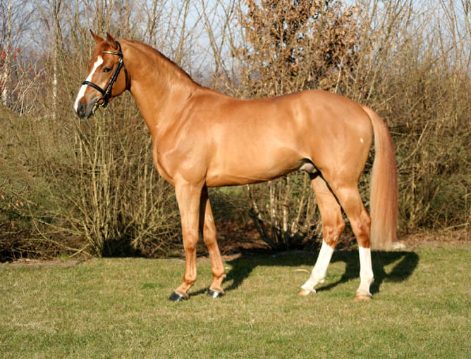 Echo van het Neerenbosch