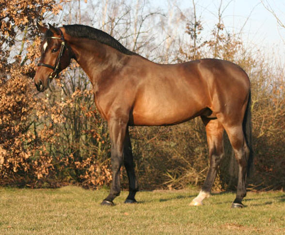 Contendro I