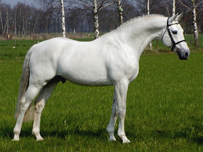 Contendro I