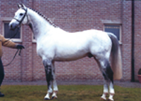 Quickfeuer van Koekshof