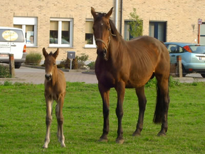 Ferrum van de Nachtegaele
