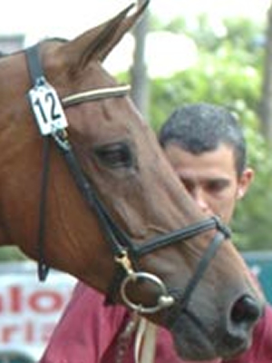 Irburgina